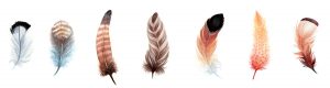 plumas- ilustración botánica - Carla Bonfigli